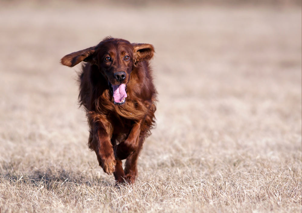 10 fatti utili da sapere sui cani