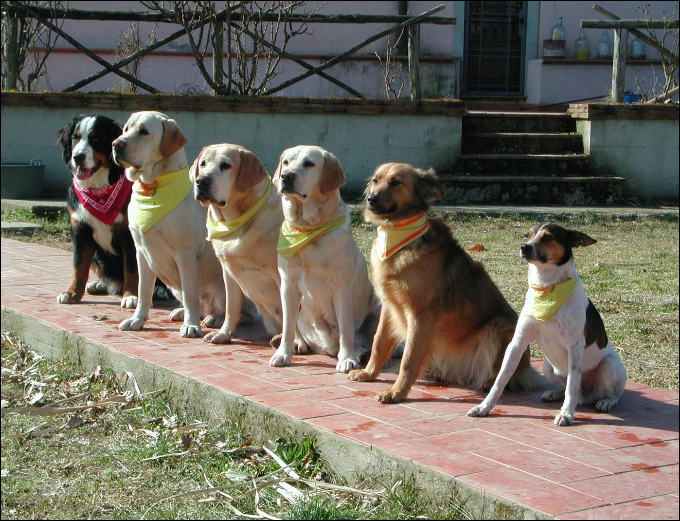 Quante cose fanno i cani per gli umani