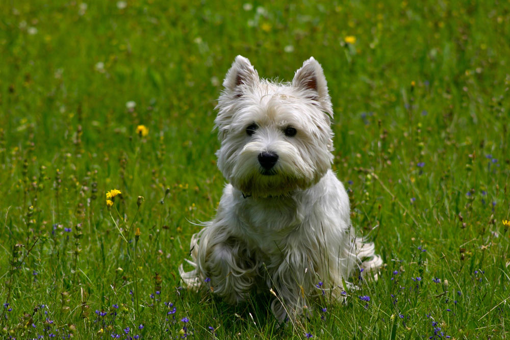 6 motivi perchè i cani piccoli sono meglio dei grandi