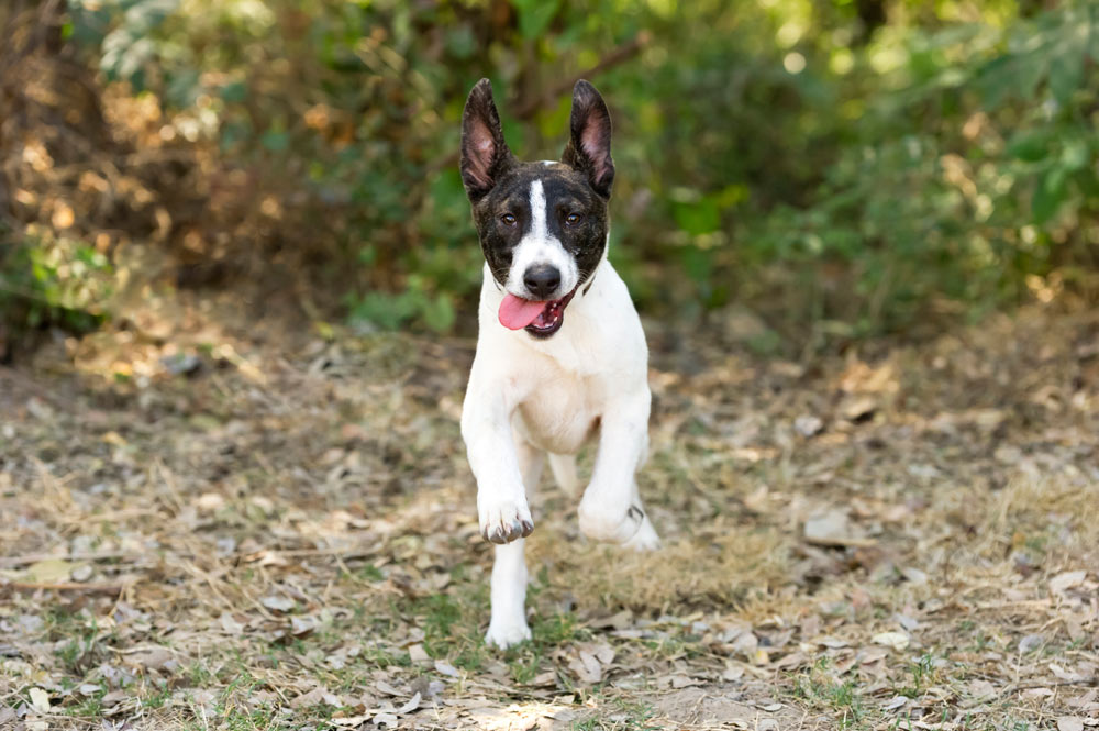 7 errori comuni che si fanno con i cani