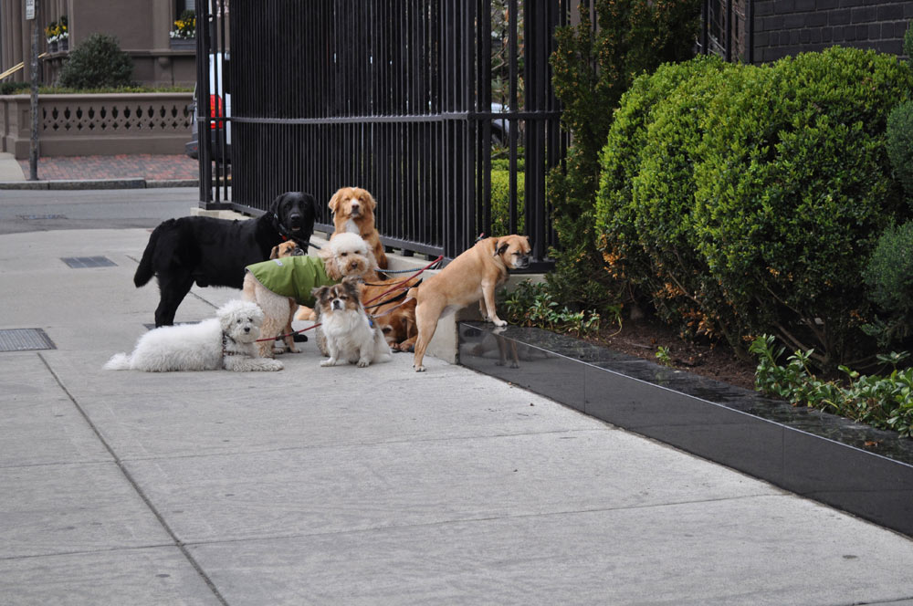 Come educare il cane?