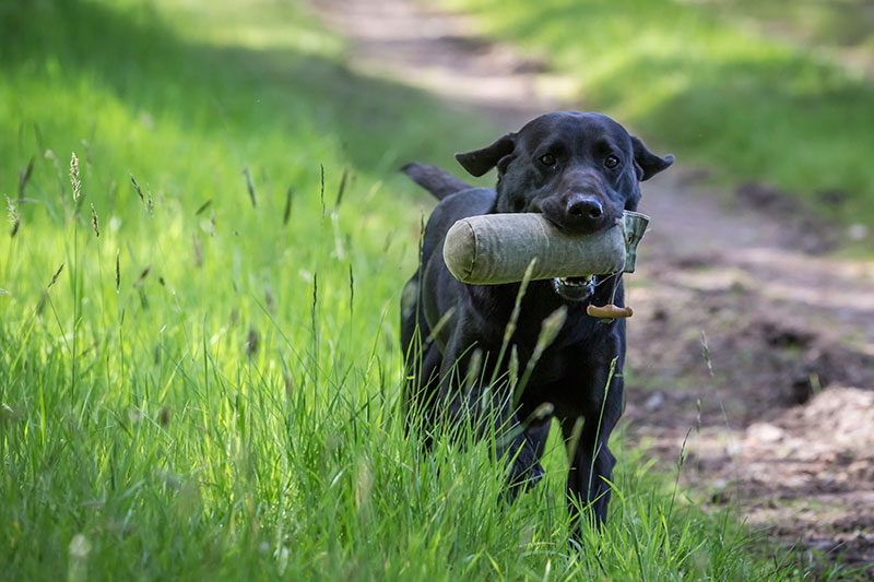 Conoscere il Labrador