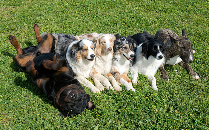 Ci sono razze di cani più aggressive di altre?