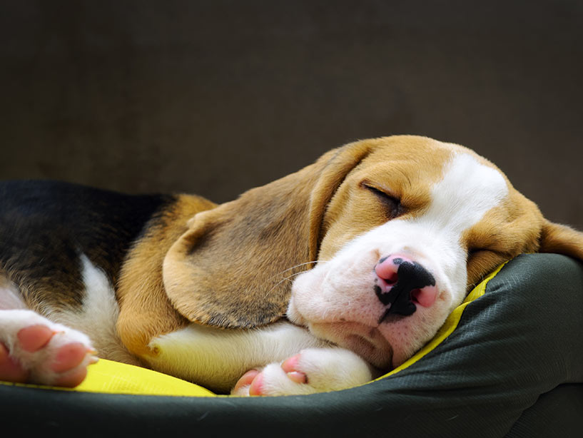 Il significato delle posizioni in cui dormono i cani