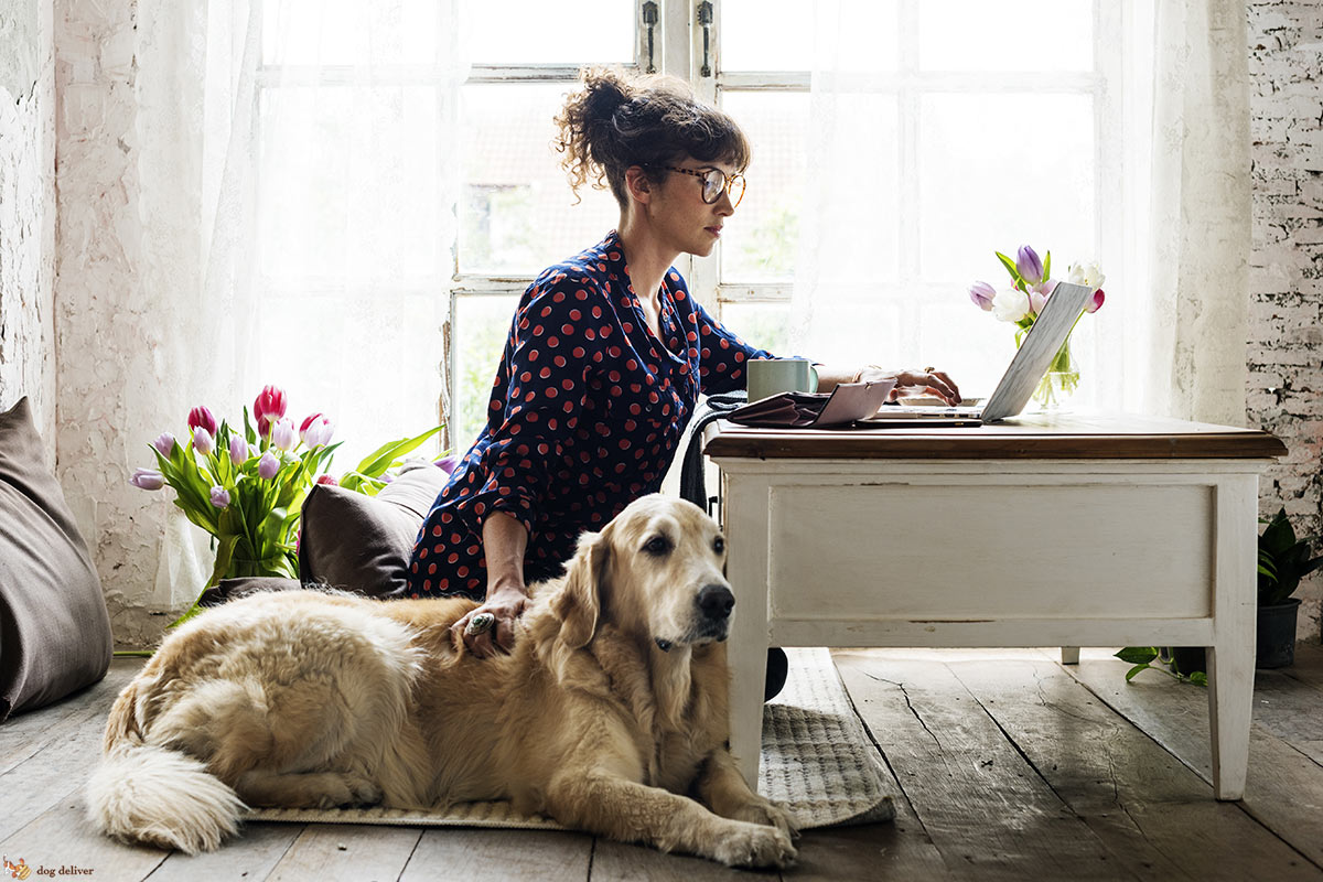 7 motivi per avere il cane in ufficio