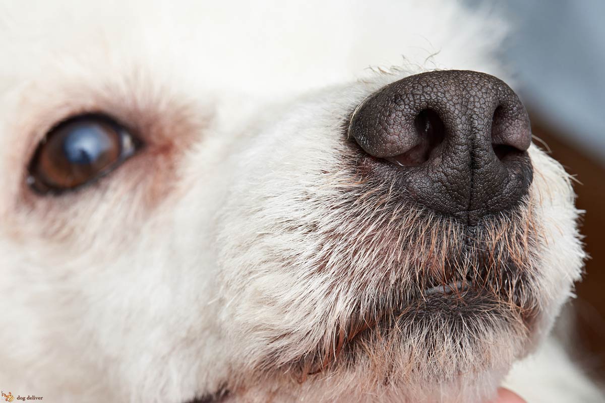 Come educare il cane gratificandone i comportamenti desiderati