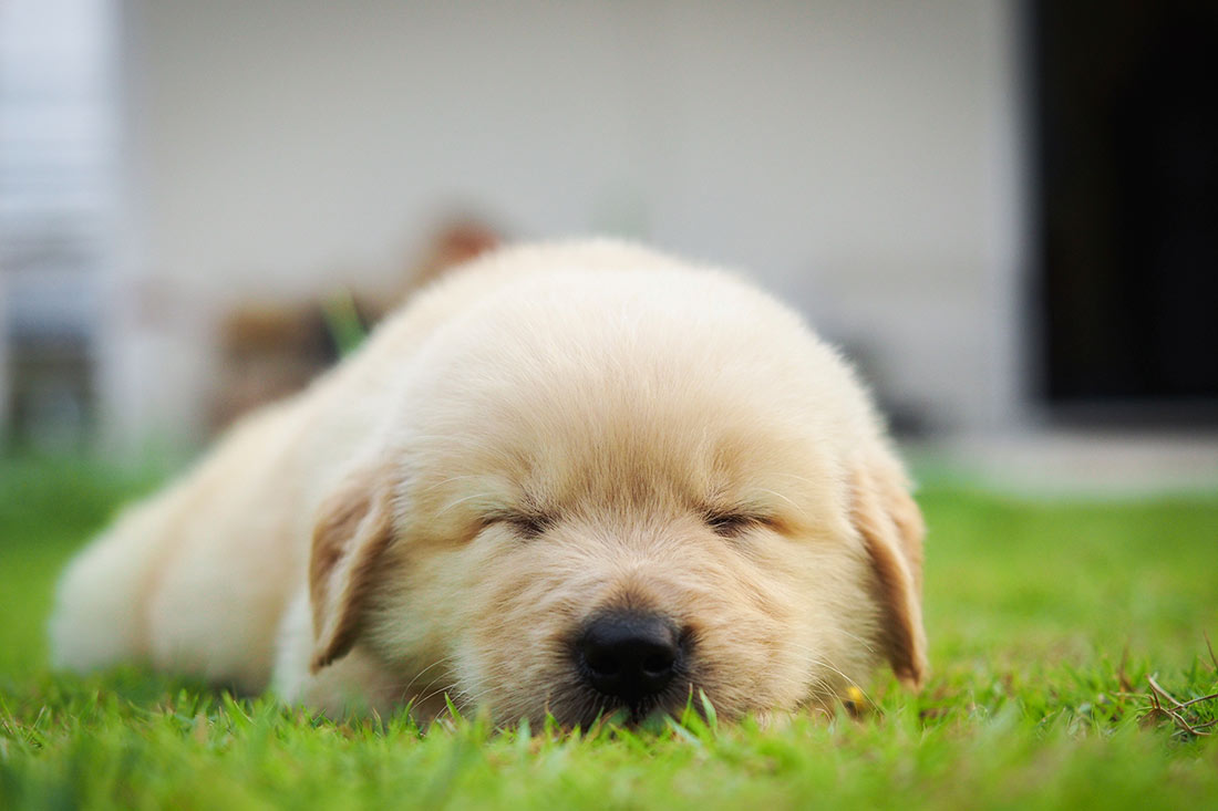 11 Cose Da Sapere Sui Cuccioli Dogdeliver