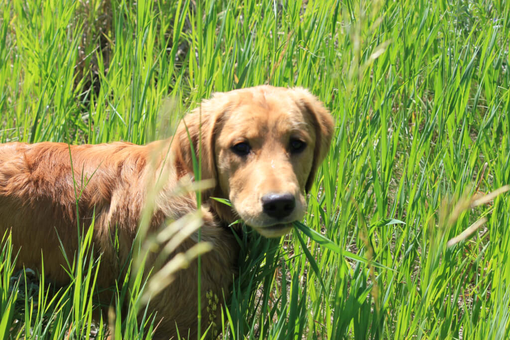 Perchè i cani mangiano l’erba?