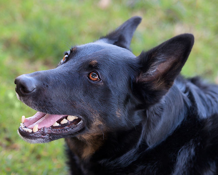 7 perchè i cani sono veramente speciali