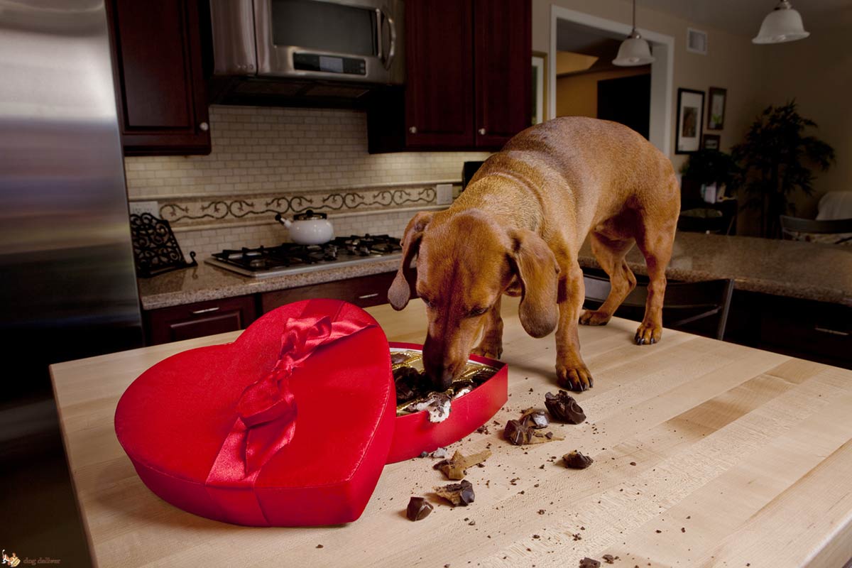 Perchè la cioccolata fa male ai cani