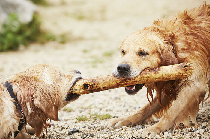 Sono meglio i cani maschi o le femmine?