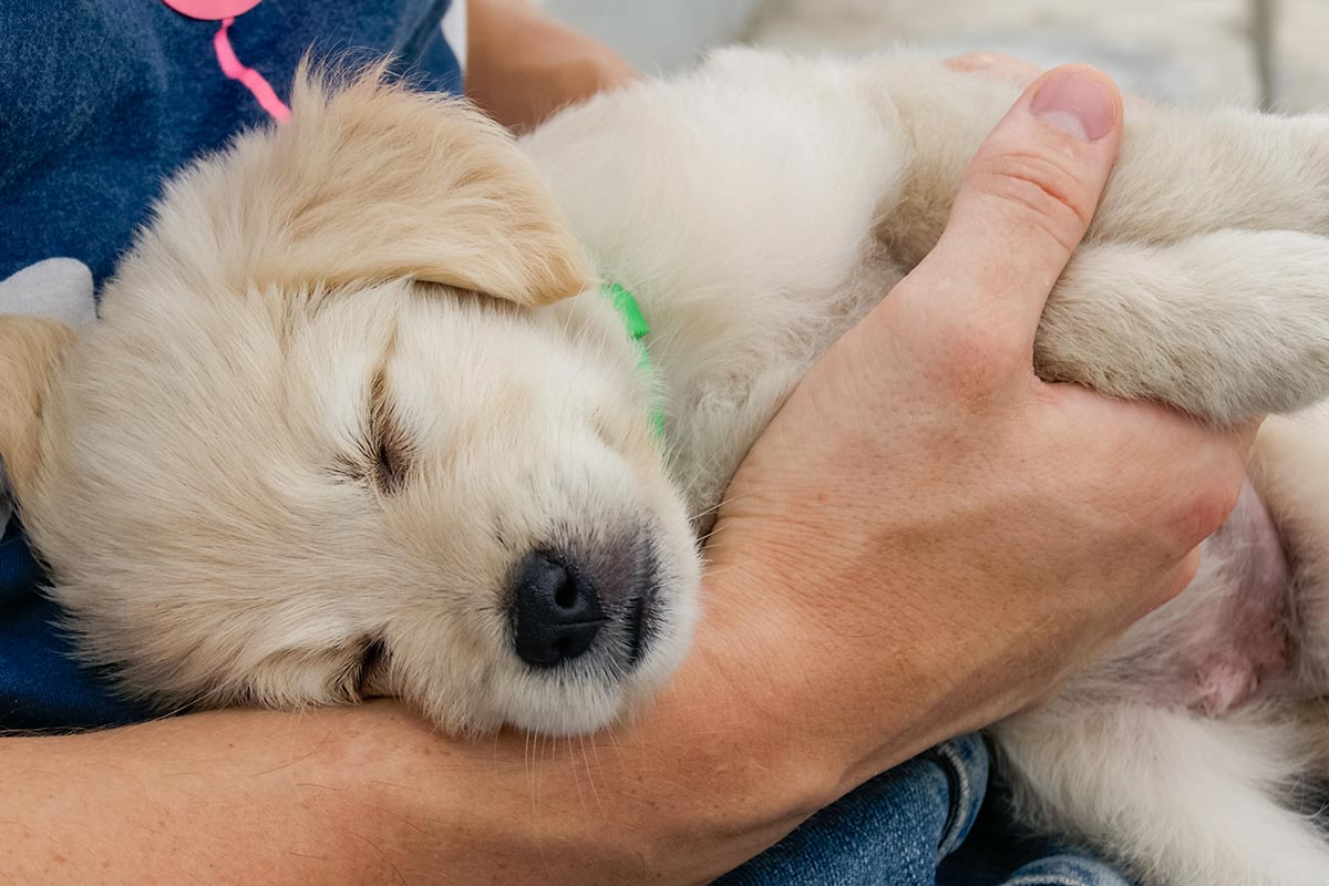 A quale età si può portare un cucciolo a casa?