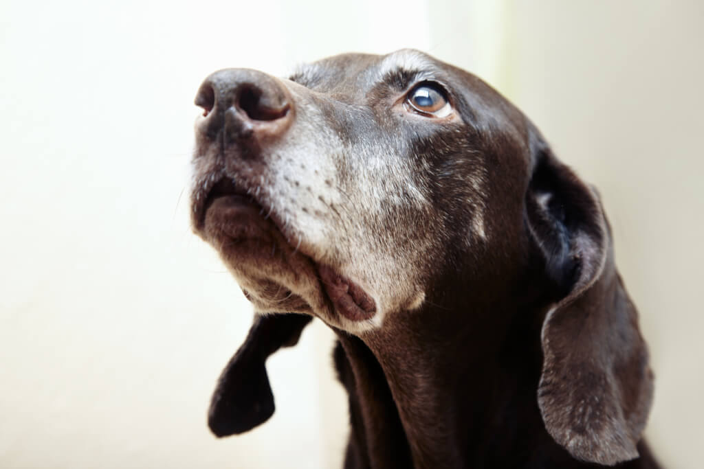 Il cane anziano