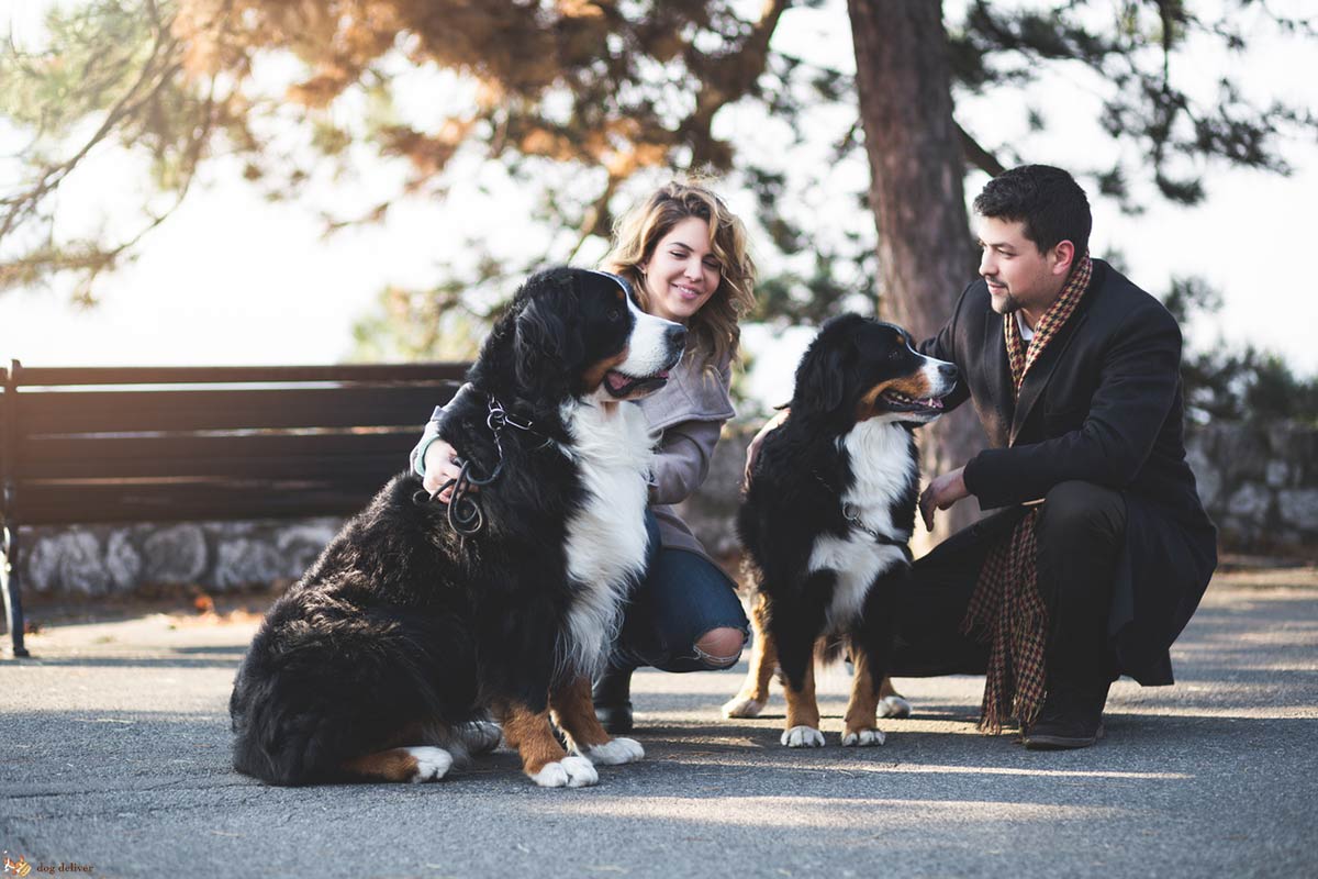 Come gestire al meglio l’incontro tra due cani