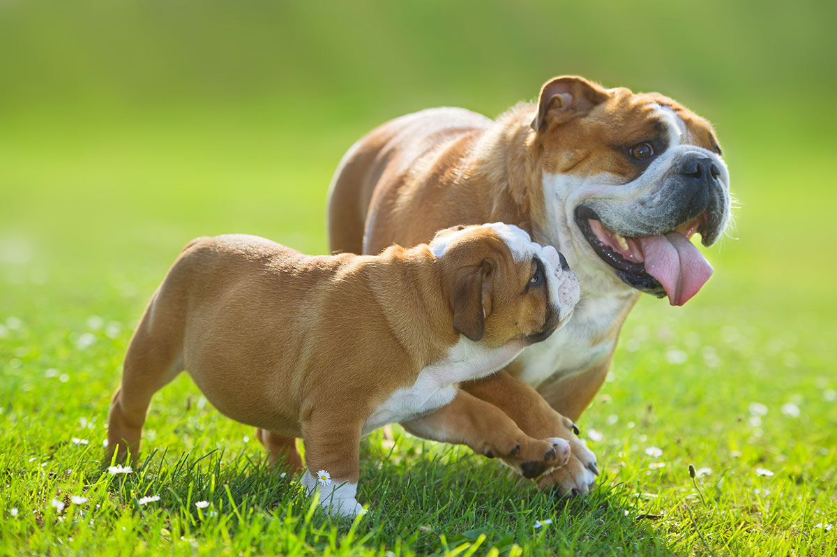 L’educazione del cane: il ruolo della mamma