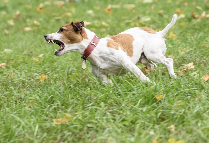 Come sono i proprietari che scelgono cani di razze aggressive?