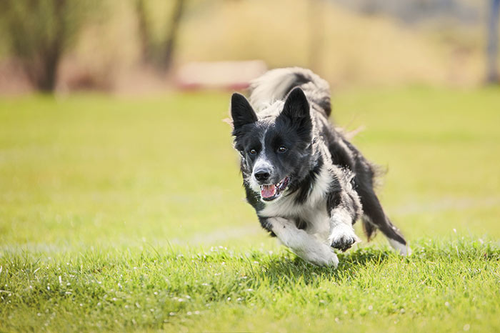 Come far divertire il cane