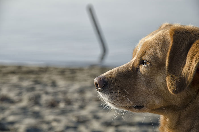 Quali sono le parole più usate per parlare con il cane