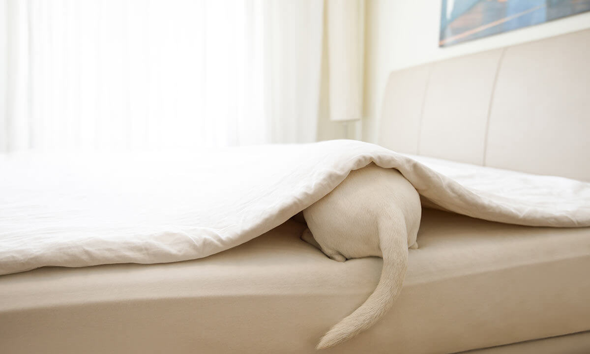 Anche I Cani Si Annoiano Dogdeliver