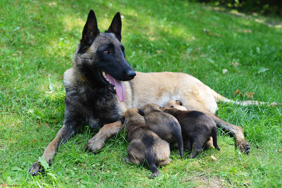 L’amore della mamma nei cani