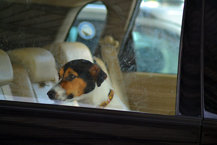 Cosa fare se si vede un cane lasciato chiuso in macchina sotto il sole