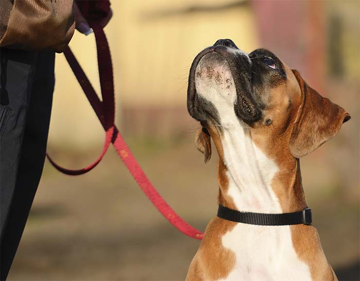 8 profili di proprietari di cane