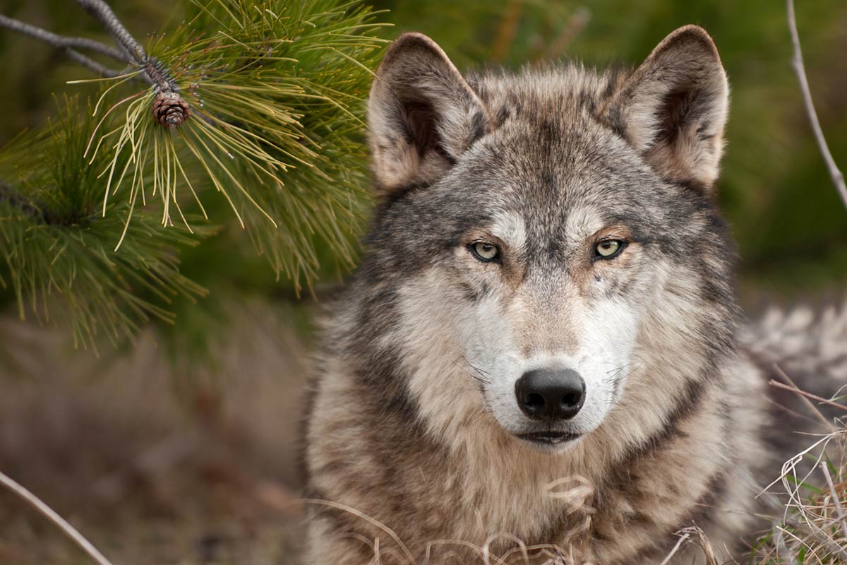 I cani non sono lupi addomesticati