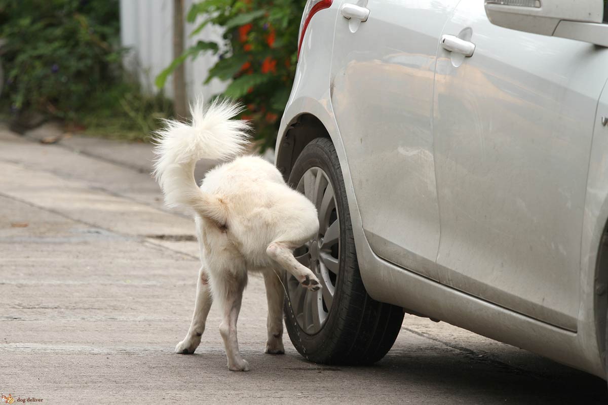 4 comportamenti dei proprietari che alimentano l’ostilità contro i cani