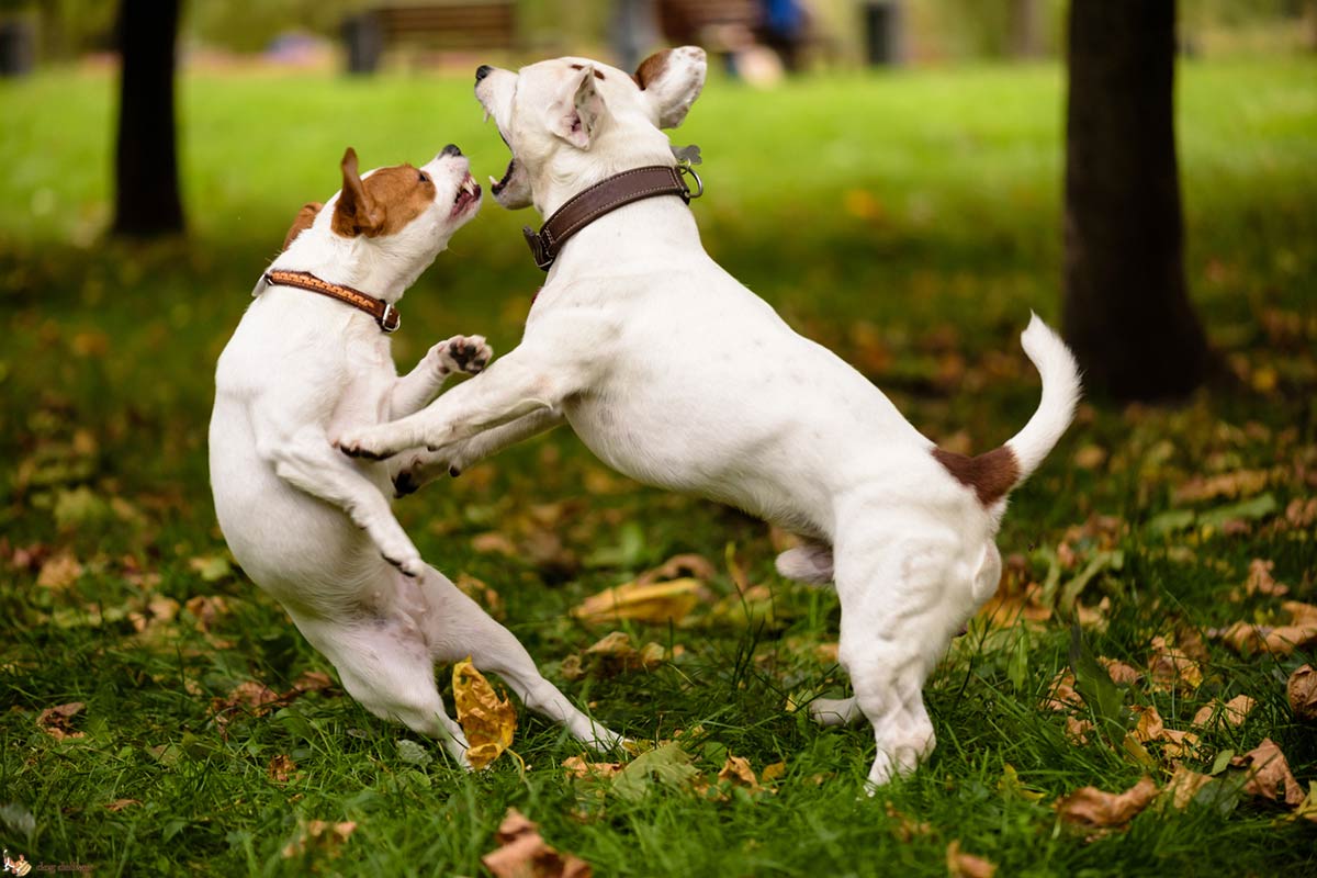 Come gestire le risse tra cani