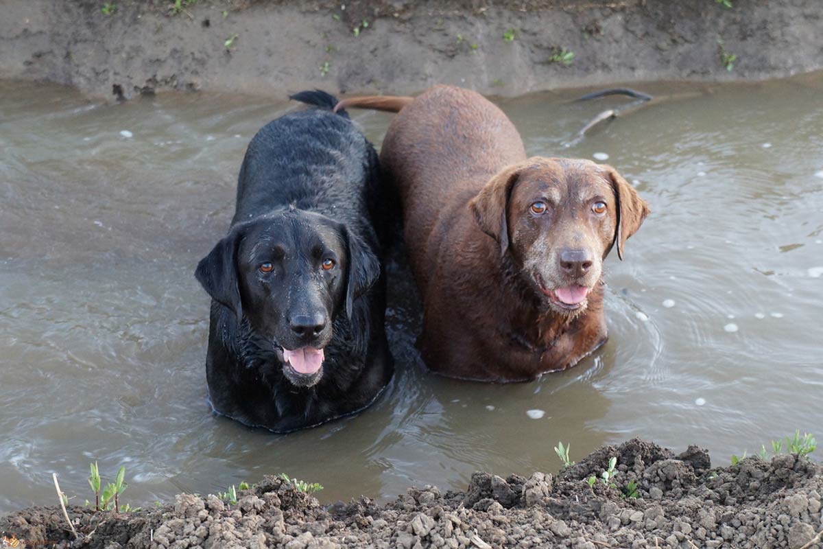 Quale tipo di uscita preferisce il cane?