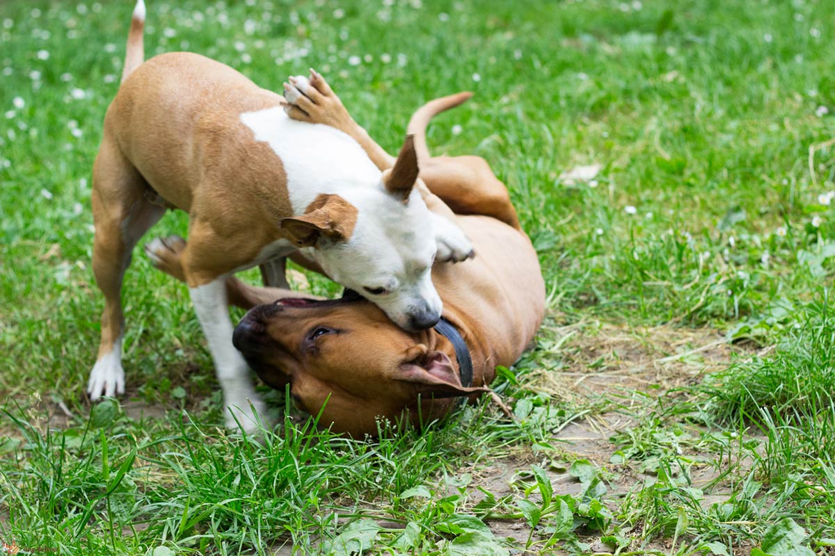 Nei cani non tutto quello che sembra aggressività lo è veramente