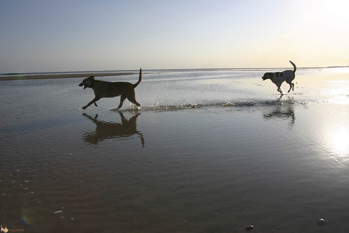 Il cane al mare: 7 cose a cui fare attenzione