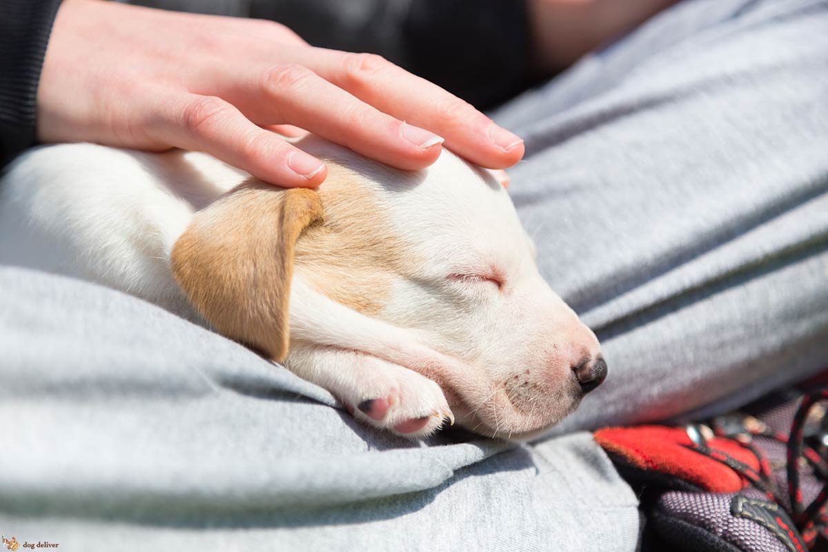 Quando si prende un nuovo cane