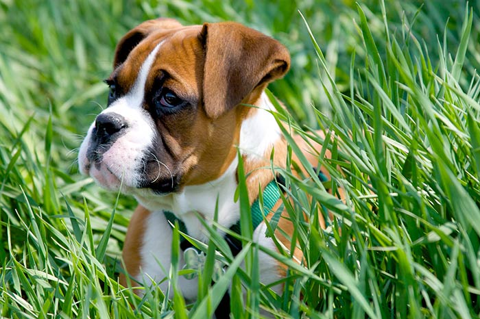 Tagliare la coda e le orecchie ai cani