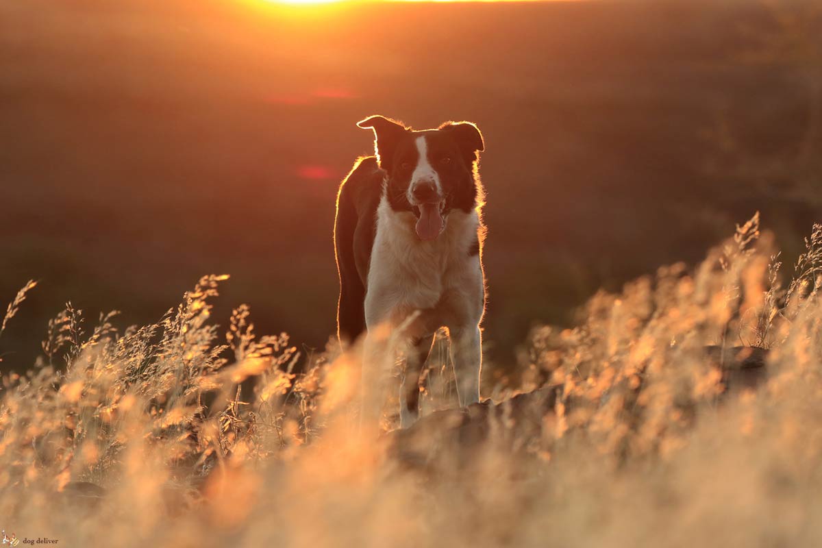 Quando muore il cane