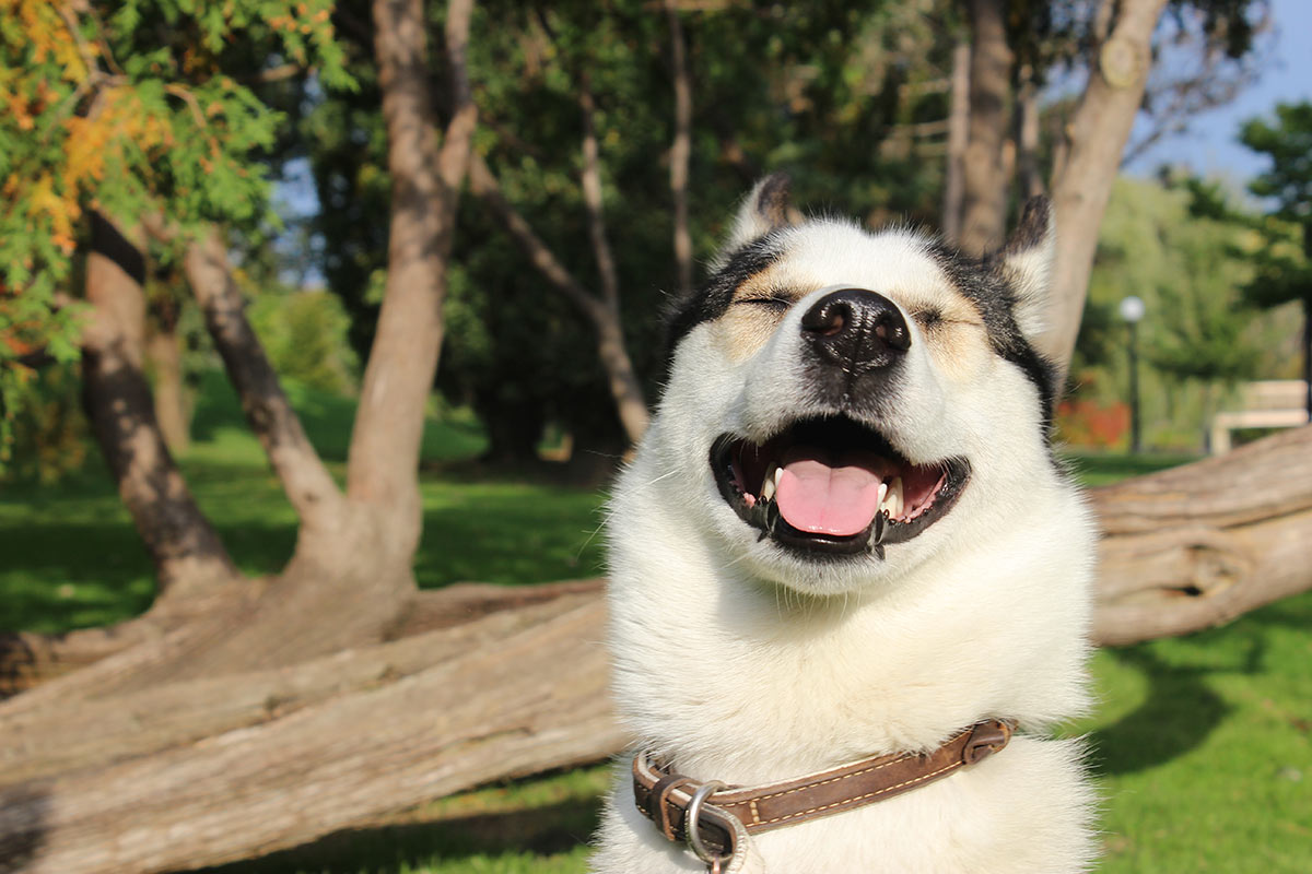 Gli aforismi più belli sui cani