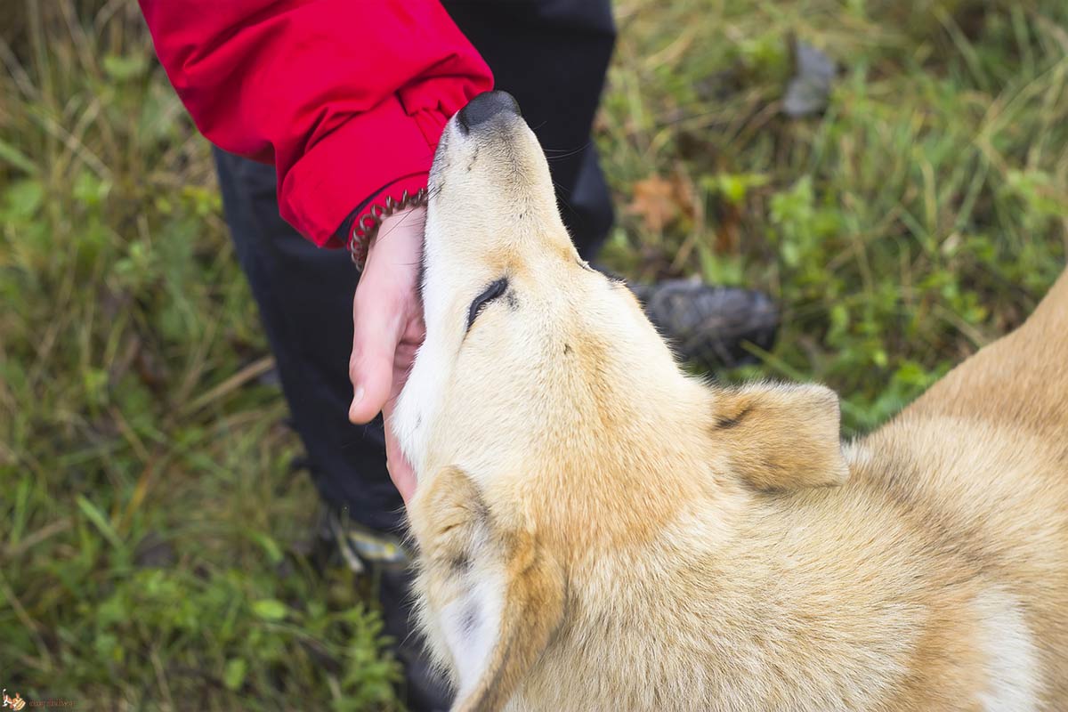 Amare ed essere amati dal cane