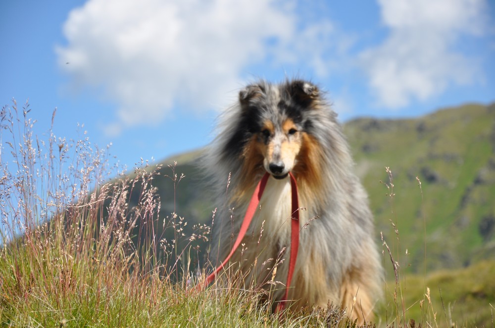 Le avventure di un cane in montagna