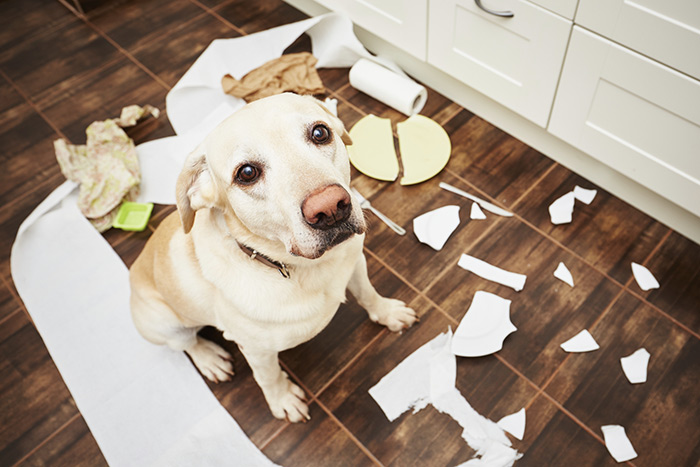 Perchè bisogna avere l’assicurazione per il cane