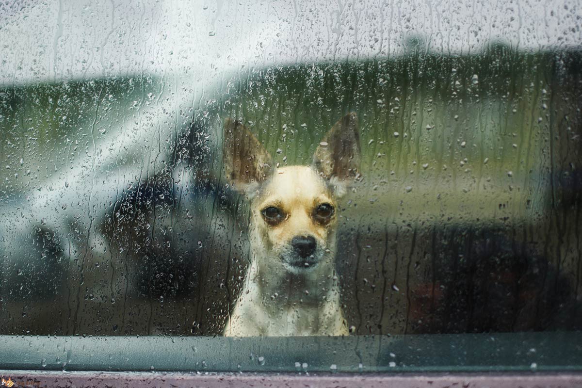 La depressione nei cani