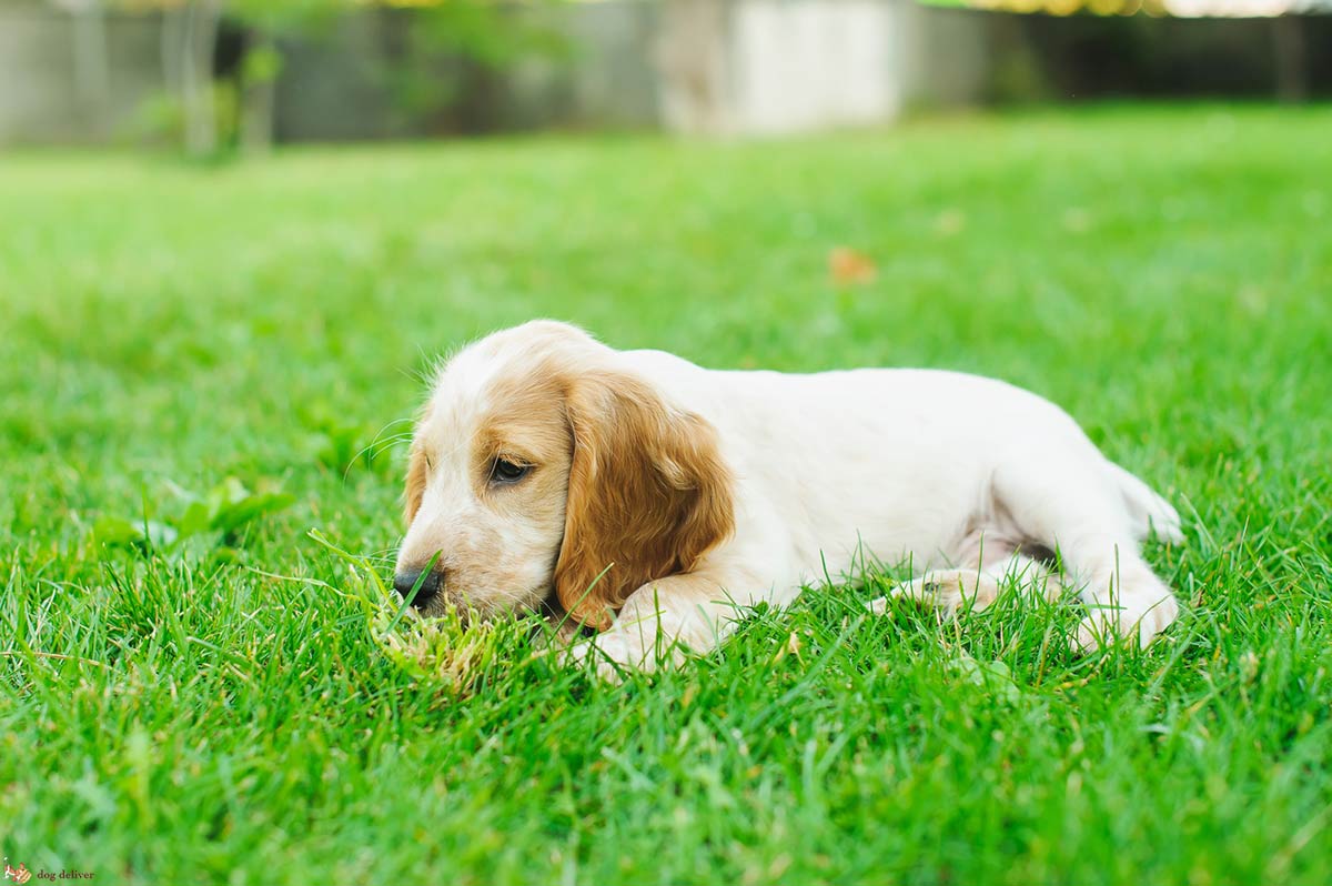 Educare il cane