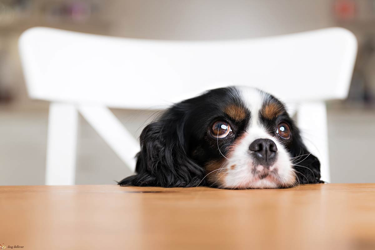 Psicologia: i cani fanno bene agli umani