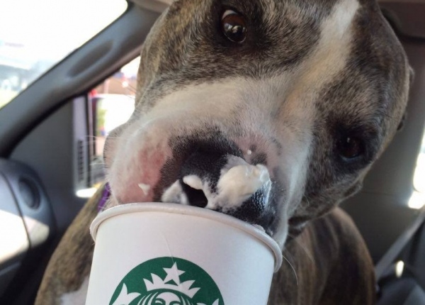 Starbucks e il Puppuccino