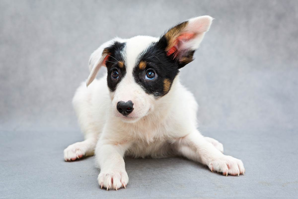 Cosa rischia chi sbaglia la scelta del cane