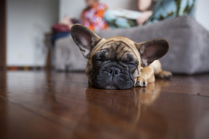 Tutelare la salute del cane