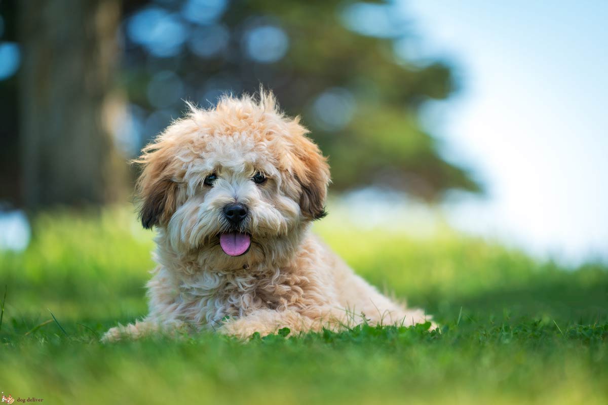 Come scegliere il cane