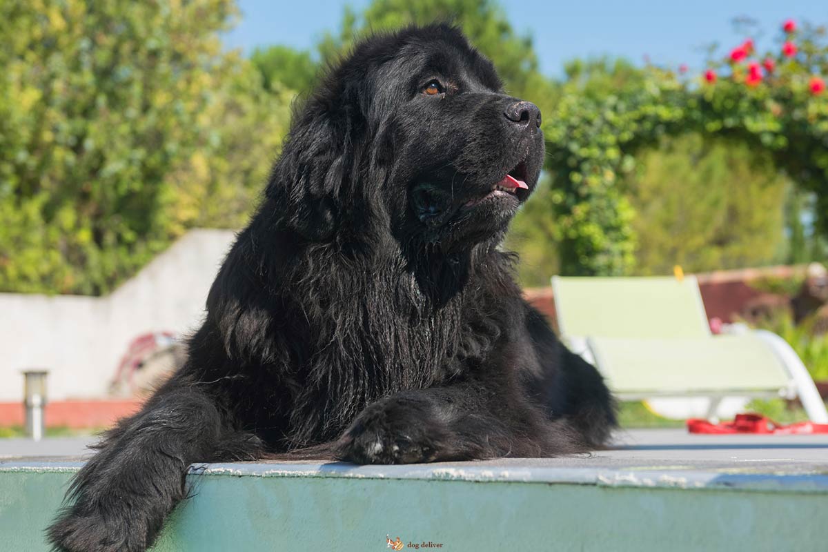 I pregiudizi nei confronti dei cani di taglia grande