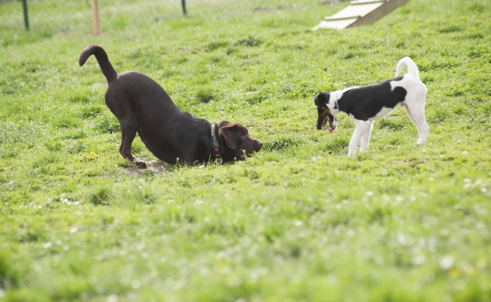 Cani e divieti: qualcosa sta cambiando