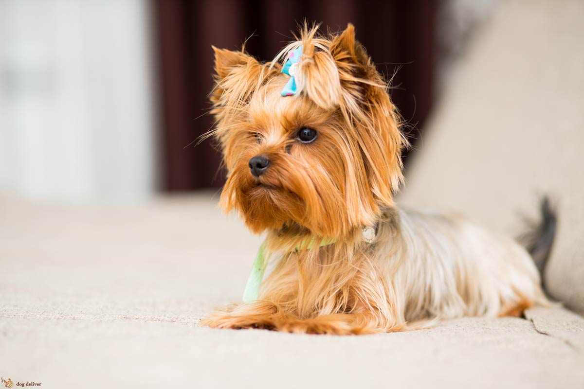 I cani piccoli sono più aggressivi