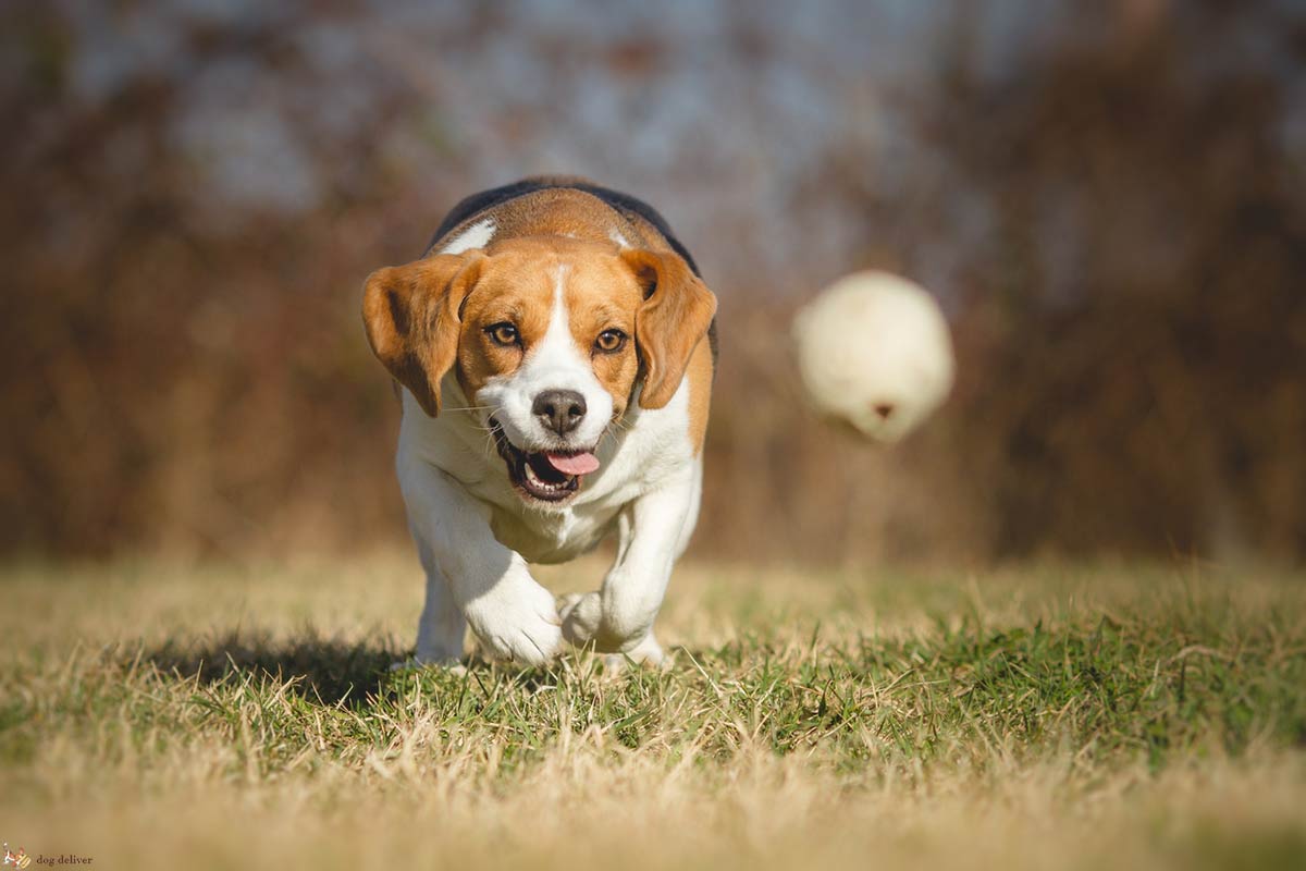 Il mio cane non mi ascolta